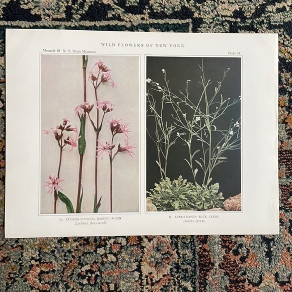 🖤5/$25 Antique Botanical Plant Print Original over 100 years old art
